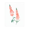 Foxgloves Print