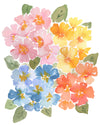 Primula - Fine Art Print